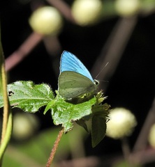 Eirmocides margarita