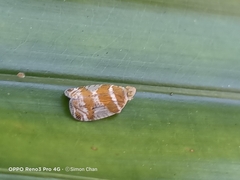 Lophopinae