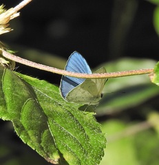 Eirmocides margarita
