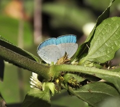 Eirmocides margarita