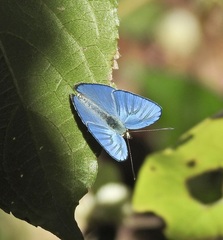Eirmocides margarita