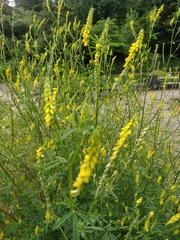 Melilotus altissimus