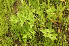 Heracleum sphondylium sibiricum
