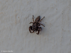 Macaroeris nidicolens