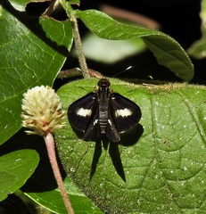Sabera caesina
