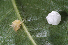 Paidiscura pallens