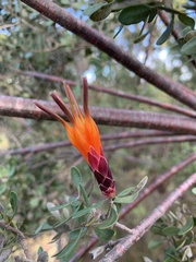Lambertia inermis inermis