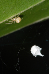 Paidiscura pallens