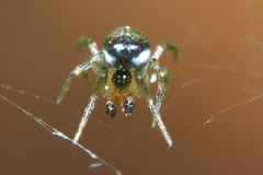 Paidiscura pallens