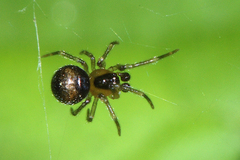 Paidiscura pallens