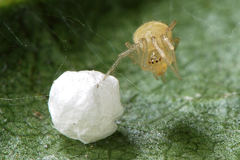 Paidiscura pallens