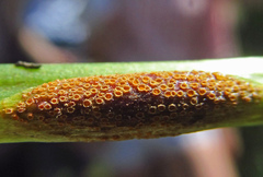 Aecidium ranunculi-acris