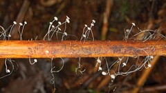 Mycena maldea