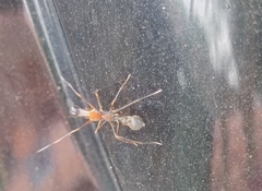 Myrmaplata plataleoides