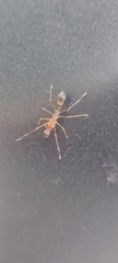Myrmaplata plataleoides