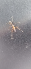 Myrmaplata plataleoides