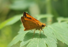 Ampittia dioscorides