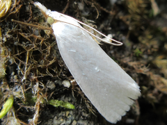 Pseudocatharylla simplex