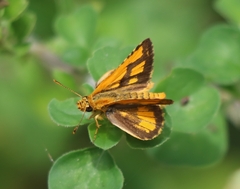 Ampittia dioscorides
