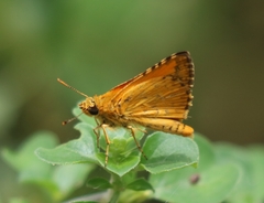 Ampittia dioscorides
