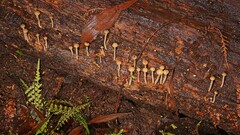 Vibrissea dura