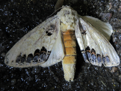 Phalera flavescens
