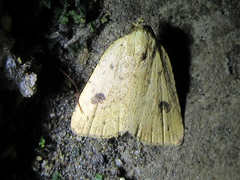 Anachrostis nigripunctalis