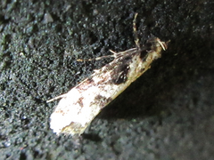 Morophagoides moriutii