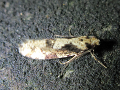 Morophagoides moriutii