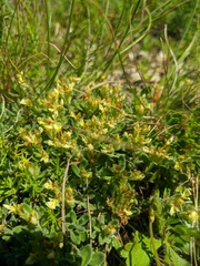 Teucrium montanum jailae