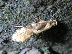 Morophagoides moriutii
