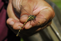 Onychogomphus uncatus