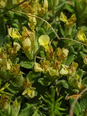 Teucrium montanum jailae