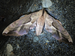 Phyllosphingia dissimilis