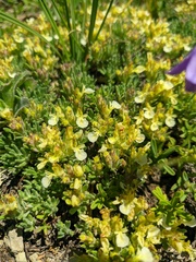 Teucrium montanum jailae