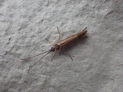 Limnephilus auricula