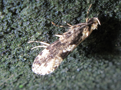 Morophagoides moriutii