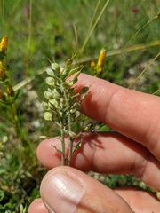 Alyssum calycocarpum