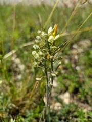 Alyssum calycocarpum