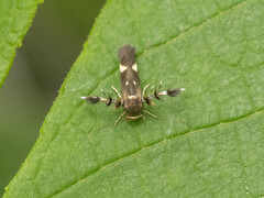 Atrijuglans hetaohei