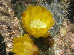 Opuntia lagunae