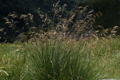 Helictotrichon parlatorei