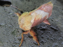 Narosoideus flavidorsalis