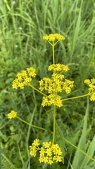 Patrinia scabiosifolia