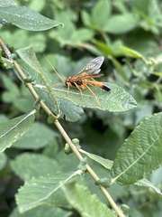 Opheltes glaucopterus
