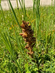 Orobanche bartlingii