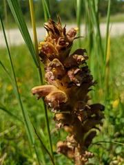 Orobanche bartlingii