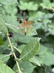 Opheltes glaucopterus
