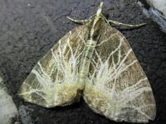 Evecliptopera illitata