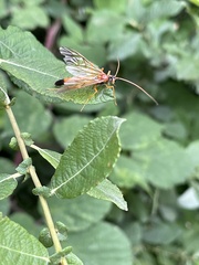 Opheltes glaucopterus